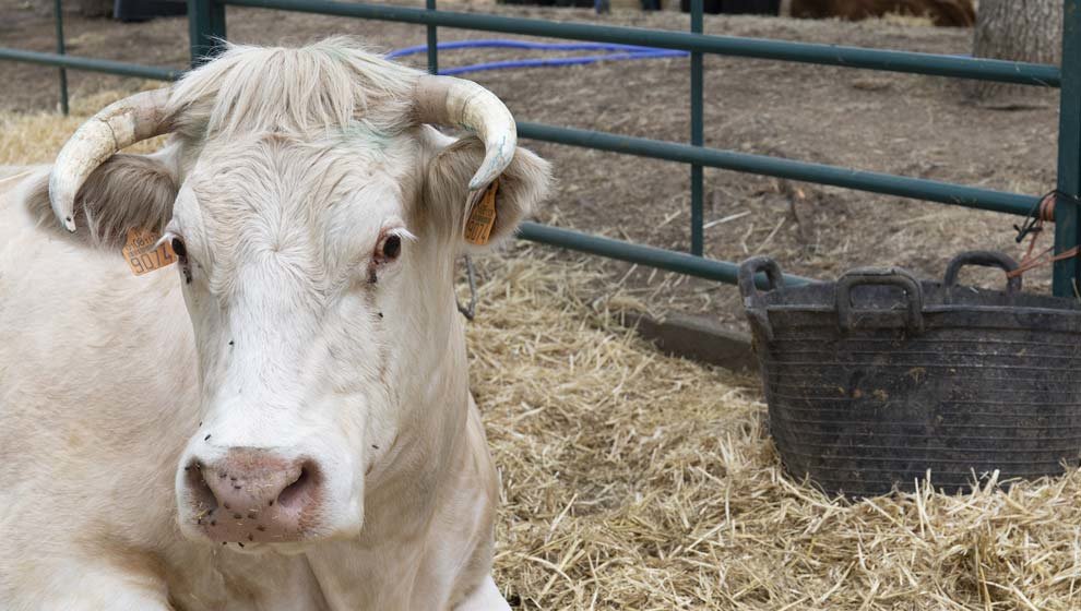 Una vaca cherolesa, durante una muestra de ganado