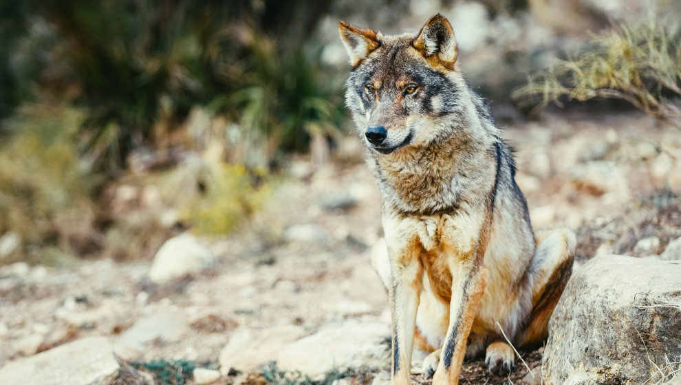 Lobo ibérico