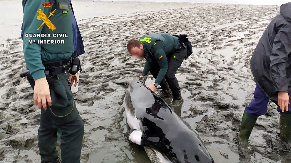 Un ejemplar juvenil de ballena, varado en las marismas de Argoños