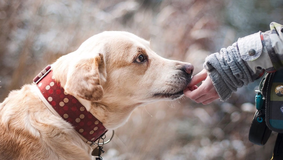 Terapia asistida con perros