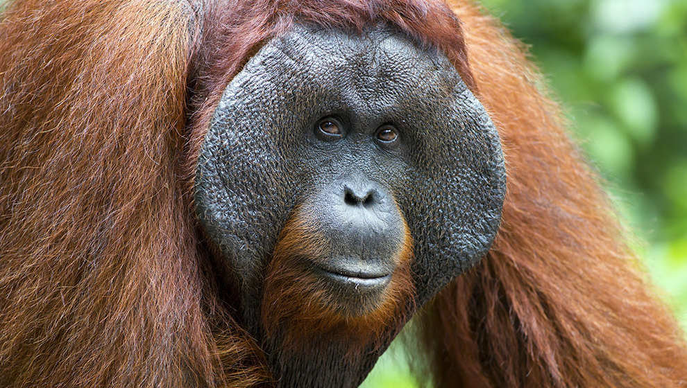 Zoo de Santillana | Foto: Turismo Santillana del Mar