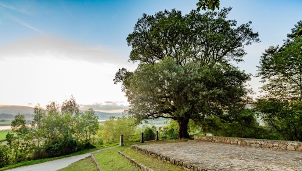 La Encina de San Roque de Colindres