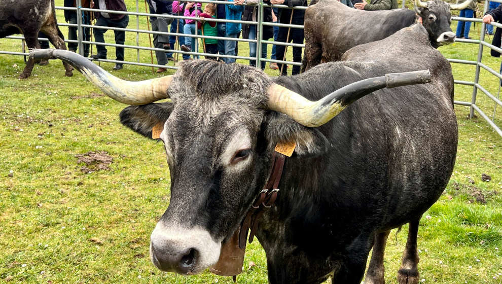 Puentenansa-Barciquindiz celebra su feria anual de ganado