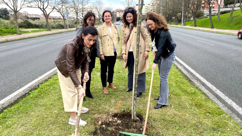 Plantación de árboles en la S-20