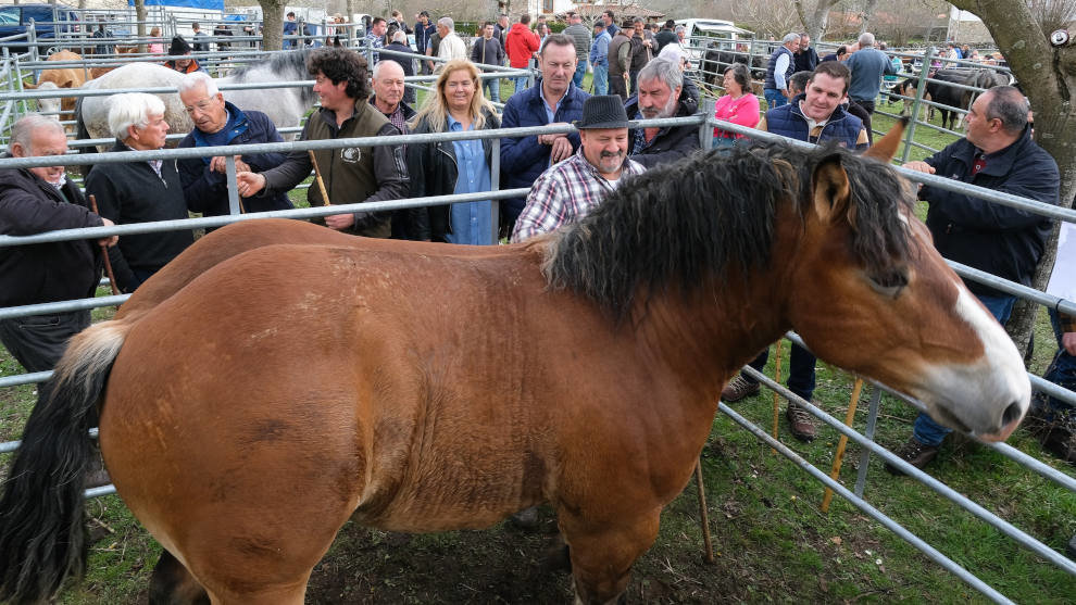 El consejero de Desarrollo Rural y Ganadería, Guillermo Blanco, asiste a la feria ganadera de San José