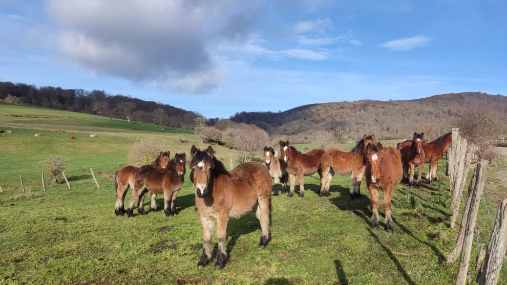 Medio rural