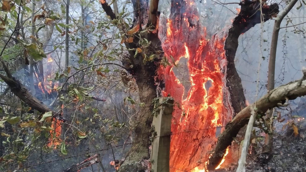 Incendio forestal