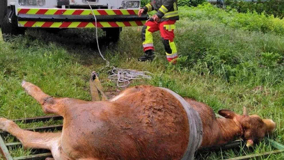 Rescate de la vaca en Somahoz