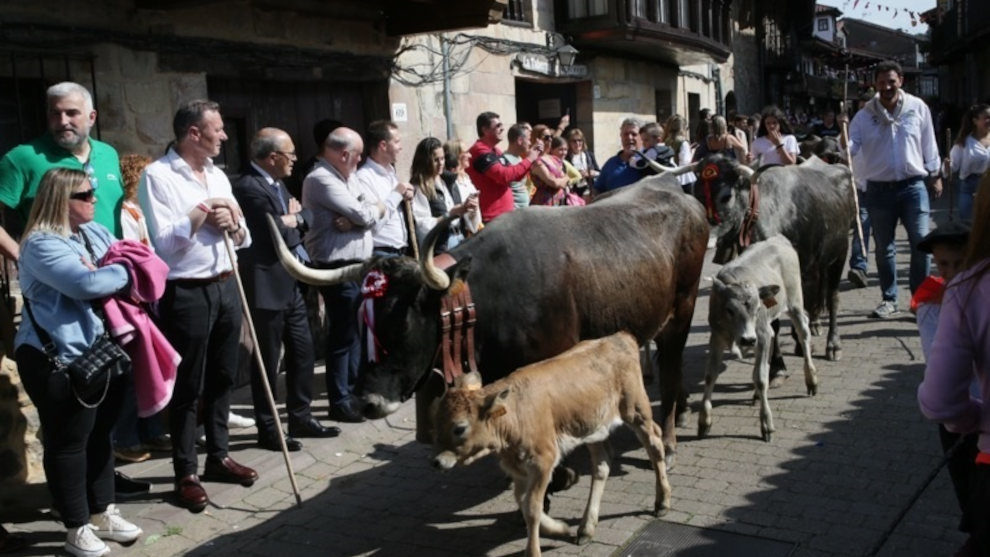 Paso de las tudancas por la villa de Cartes