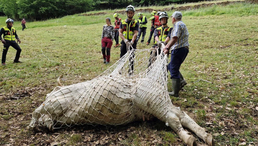 Los bomberos aseguran a la vaca en una malla para proceder a su traslado en helicóptero