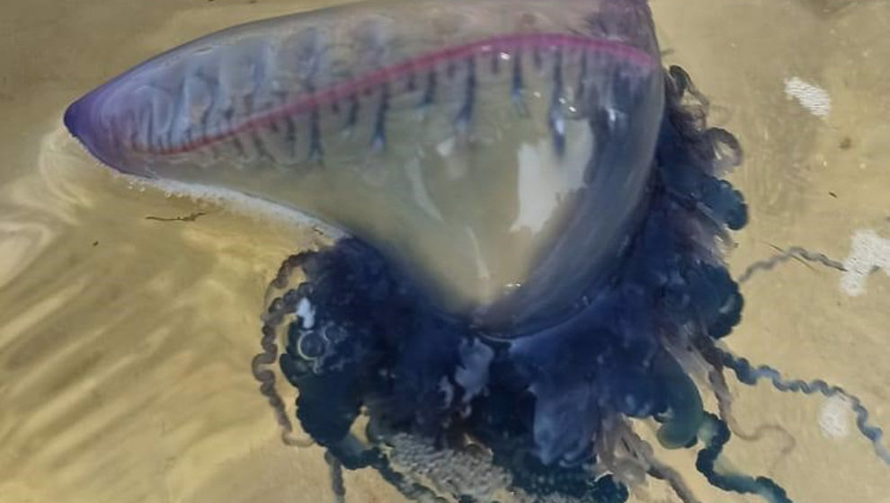 Carabela portuguesa en la playa de la Virgen del Mar