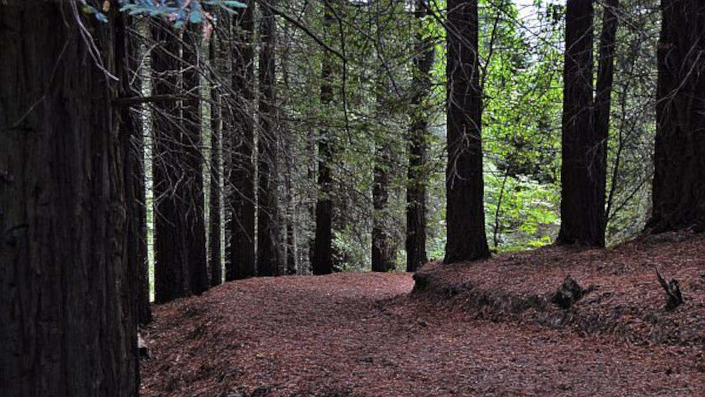 Bosque de Secuoyas de Cabezón de la Sal | Foto: Turismo de Cantabria