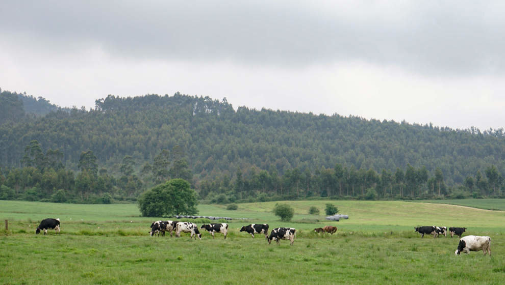 Ganadería en Cantabria