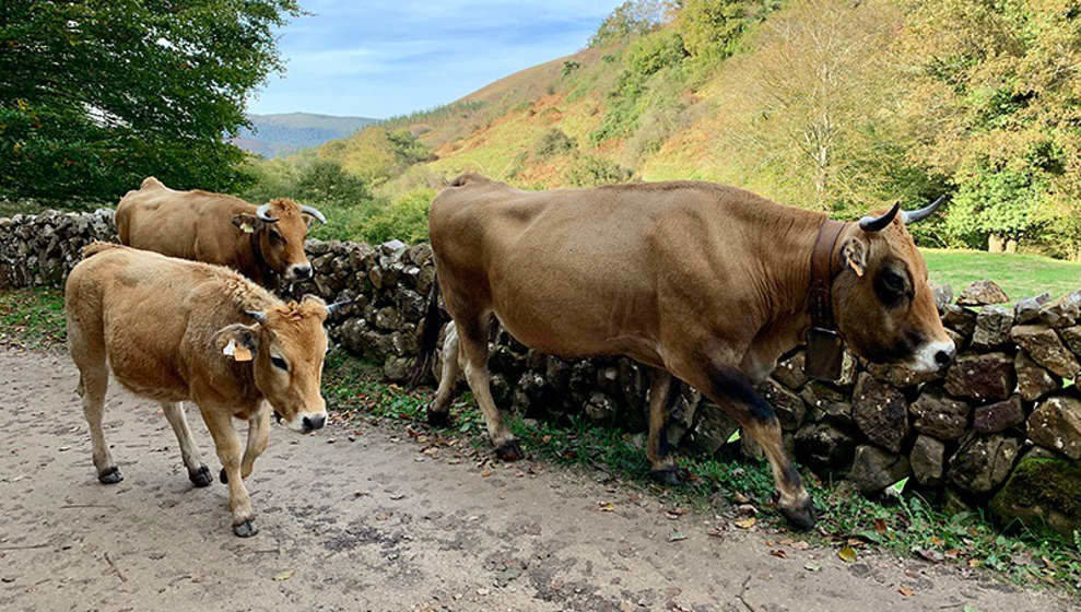 El número de vacas afectadas por la enfermedad hemorrágica epizoótica supera ya los 250 animales