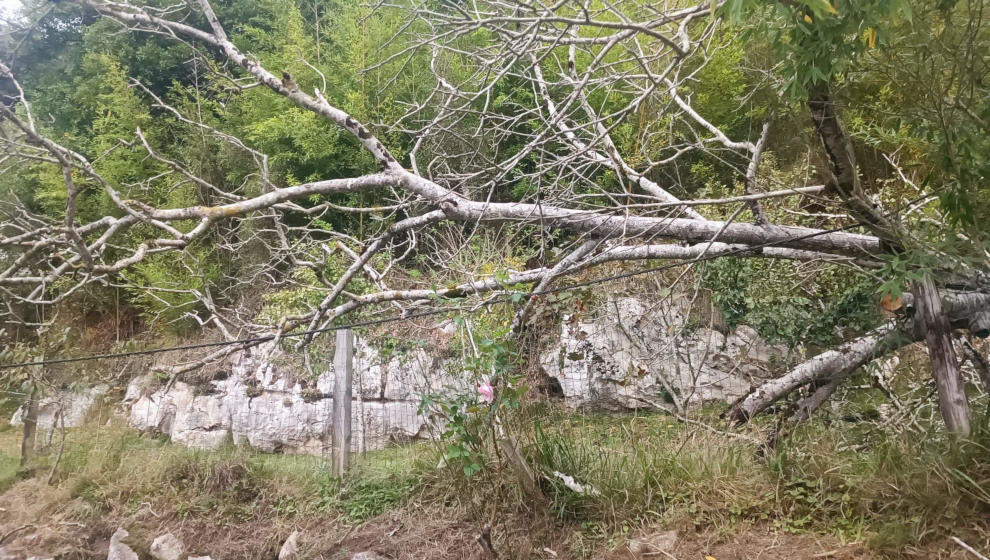 Imagen de archivo de un árbol afectado por el viento en Cantabria .