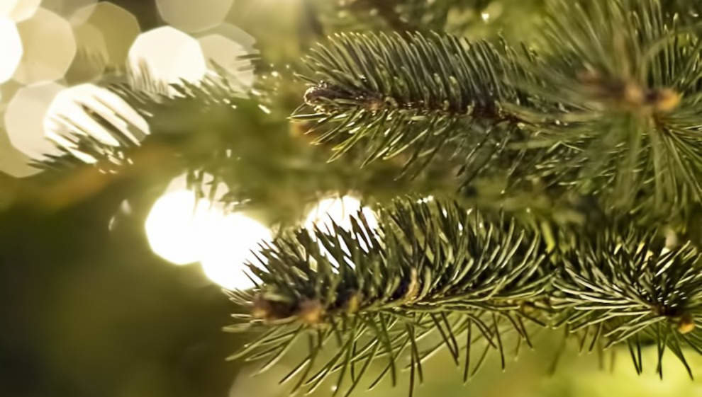 Árbol de Navidad 