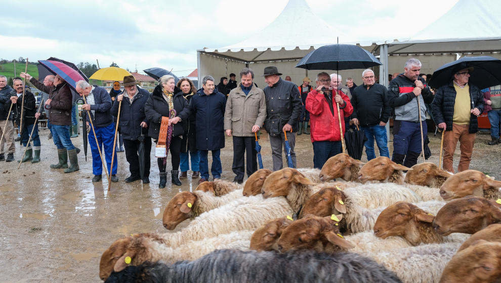 Feria ganadera de Santa Lucía, en Cabezón de la Sal