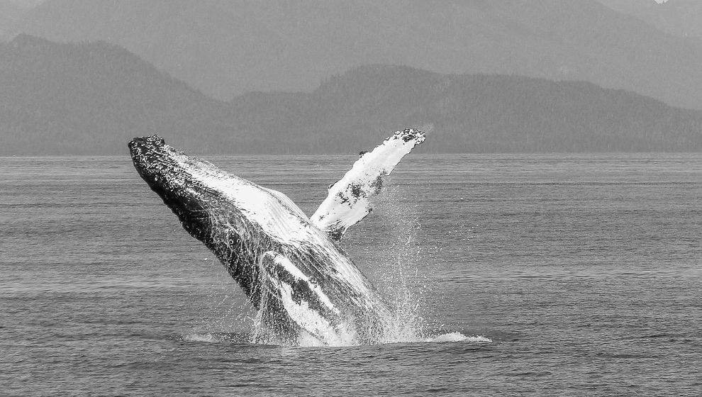 Ballena jorobada