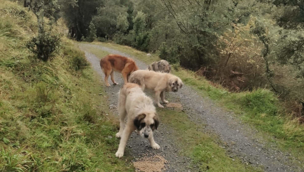 Perros del ganadero cántabro que ha denunciado a una tiktoker de la región por robarle un mastín cuando cuidaba de sus cabras en el monte, en Arredondo 