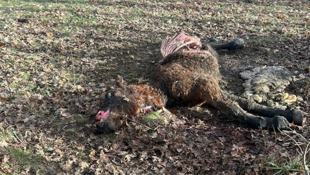 Potro atacado por un lobo | Foto: Ayuntamiento de Aguilar de Campoo