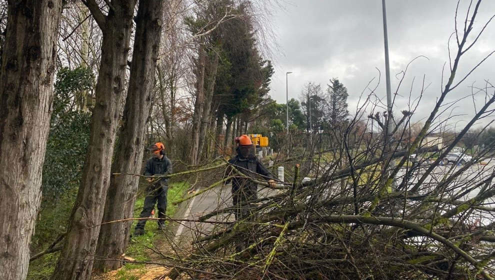 Árboles retirados por la Fundación Naturaleza y Hombre en el entorno del carril bici de Alday