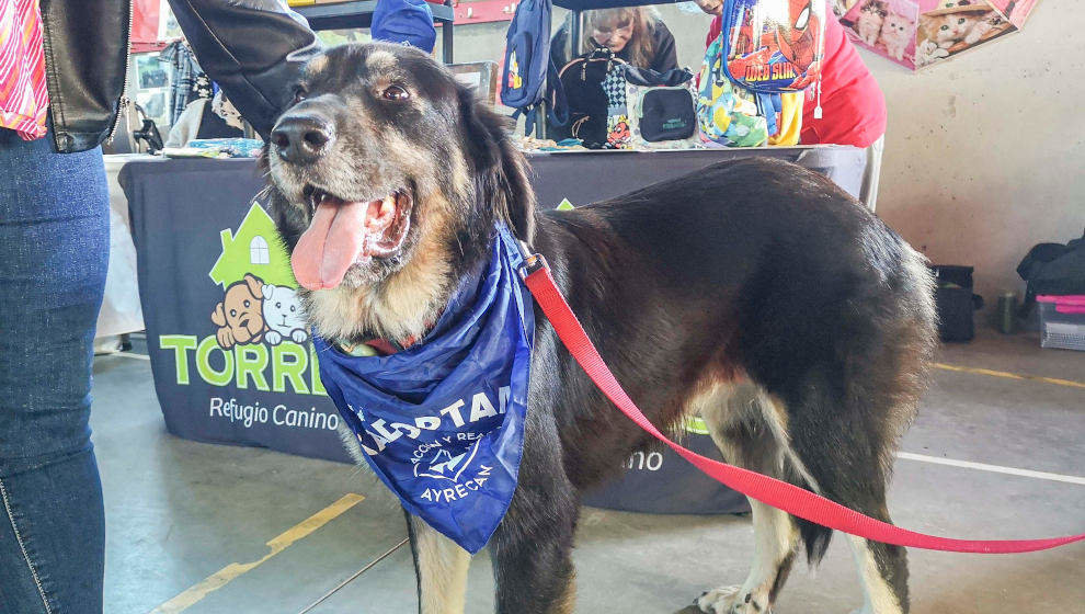 Un perro en una feria de adopción en una foto de archivo