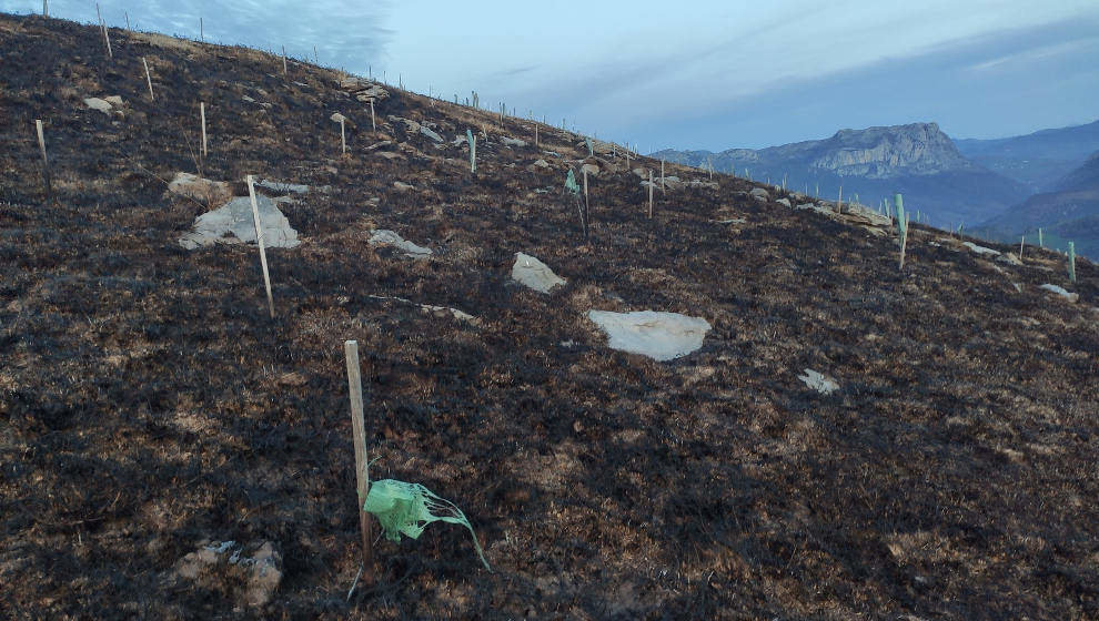 Repoblación de árboles arrasados en incendios forestales en Ramales de la Victoria