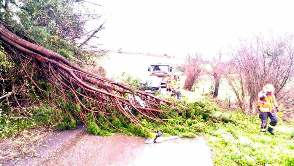 Arbol caído por el viento en Valdáliga