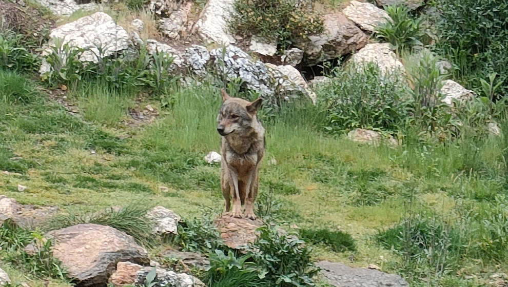 Cantabria cuenta con 20 manadas contabilizadas de lobos