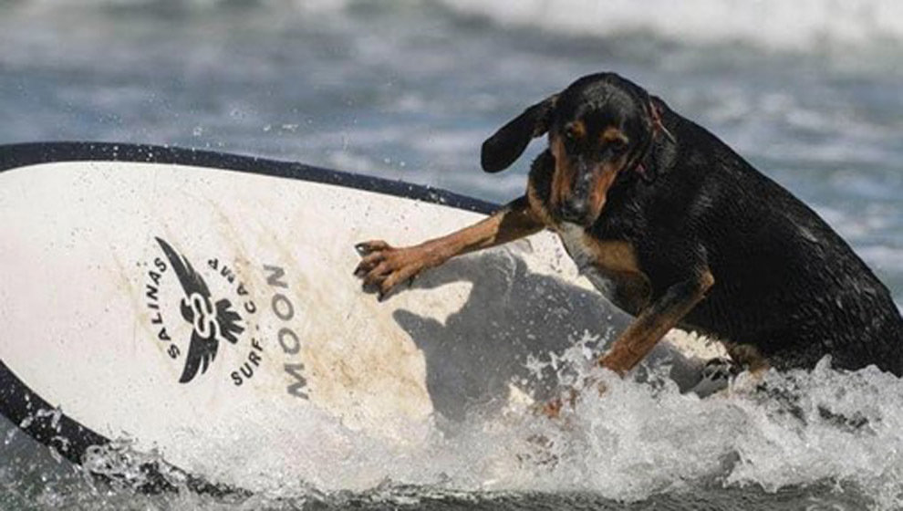 Imagen de un perro surfeando