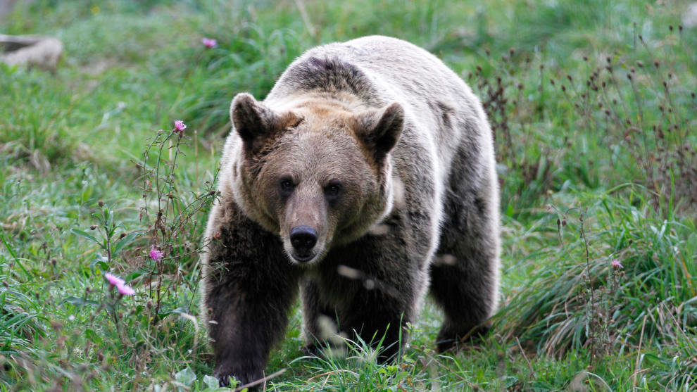 La osa Molina, ejemplar de oso pardo cantábrico