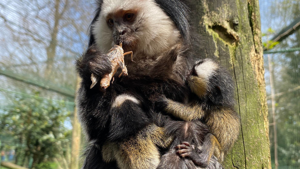 Hembra de tití de Geoffroy con las tres crías que acaban de nacer en el Zoo de Santillana