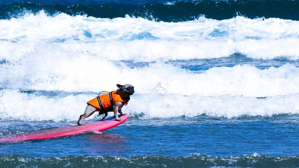 Imagen de un perro surfeando