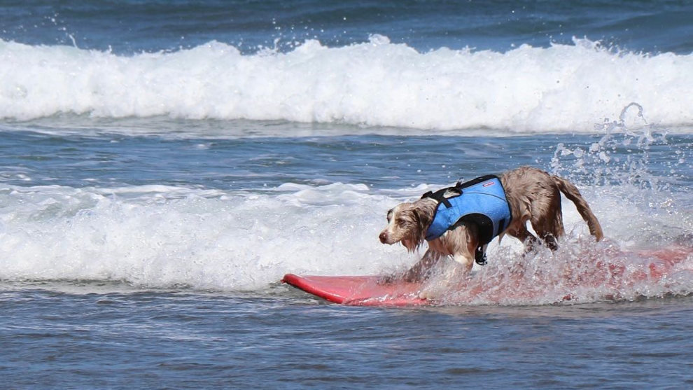 Perro participando en el Campeonato Europeo de Surf canino