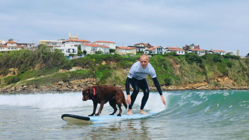 Perro surfeando | Foto: Dingonatura