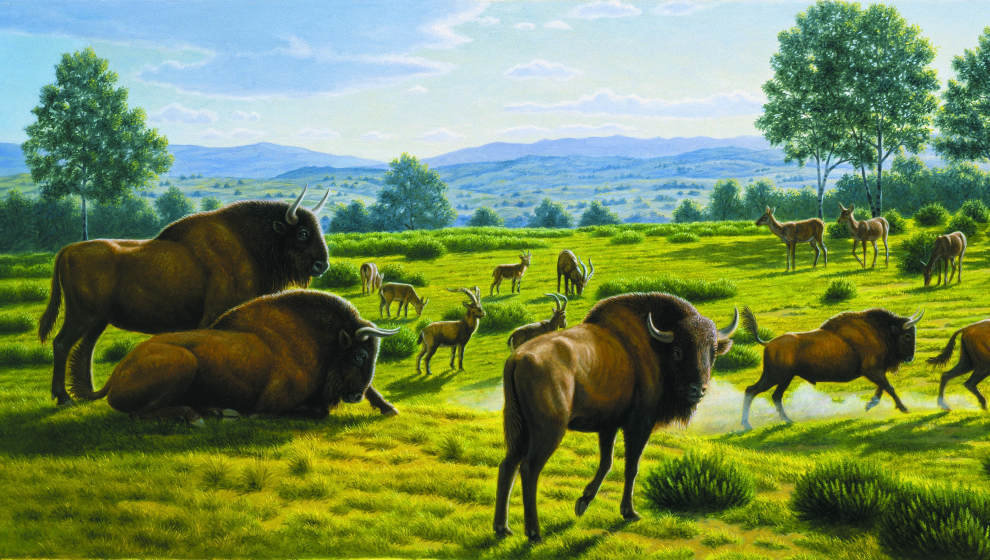 Paisaje bisontes Altamira, obra de Mauricio Antón, expuesta en el Museo de Altamira