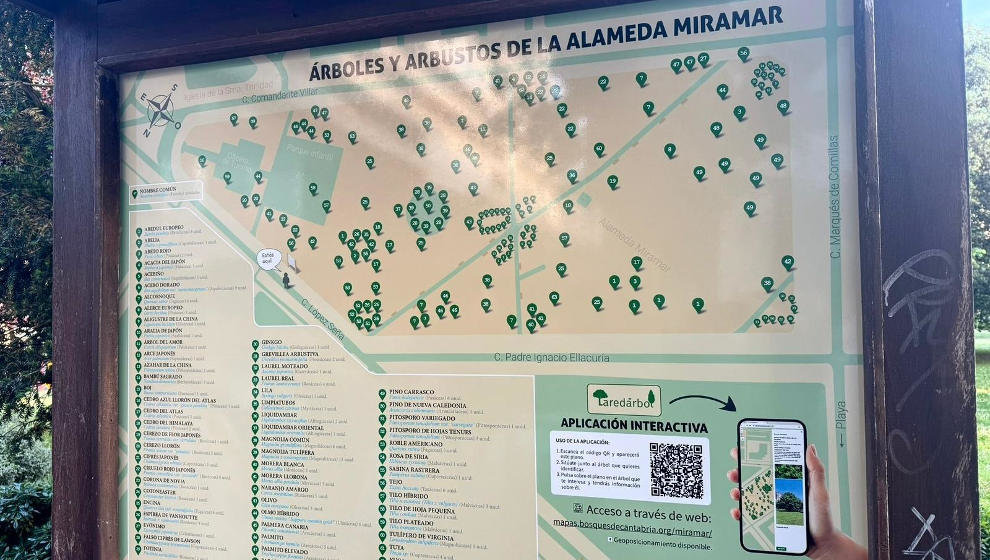 Laredo y Bosques de Cantabria crean una app interactiva sobre el arbolado de las alamedas Miramar y El Bosque