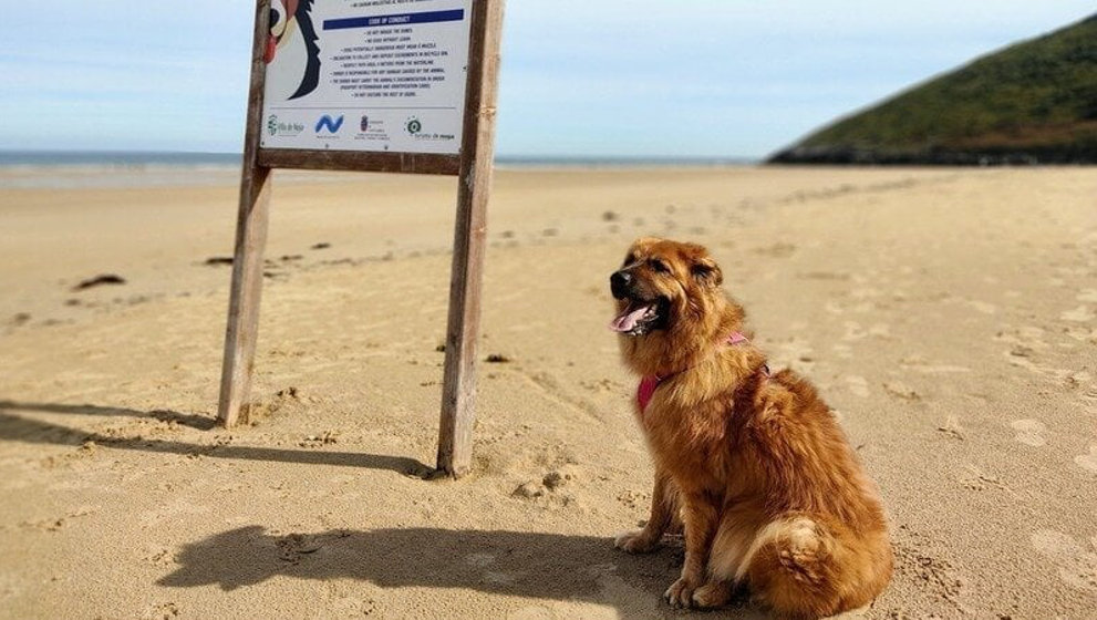 Un perro en la zona habilitada para mascotas en la playa de Helgueras de Noja | Foto: change.org