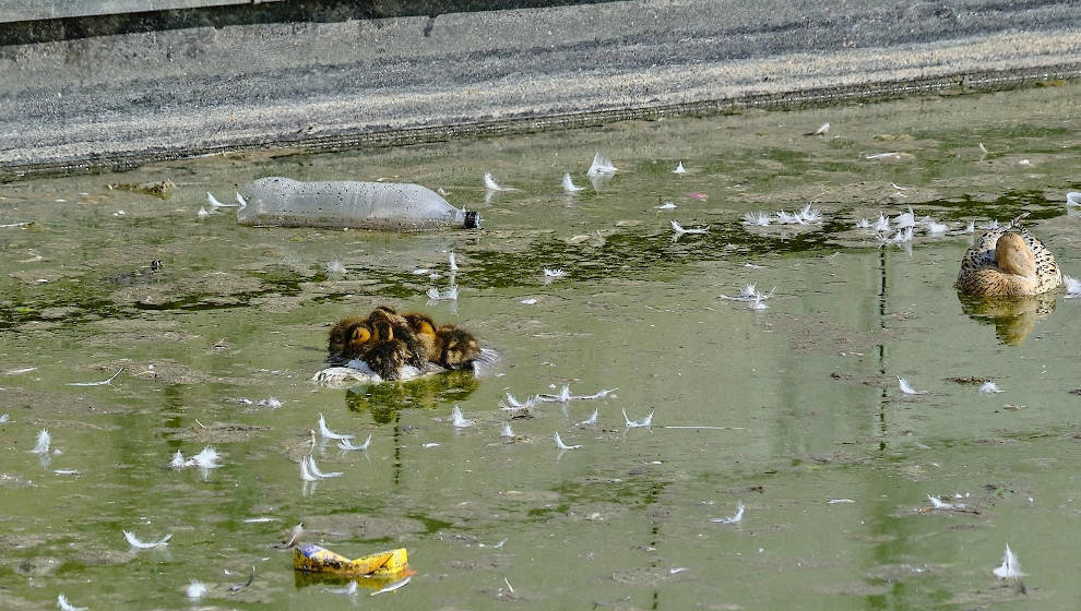 Imagen de una gaviota muerta con crías de pato encima en el estanque del parque de Las Llamas