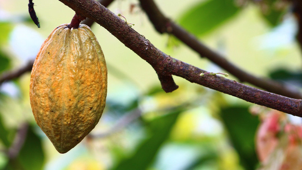 Se están perdiendo cosechas completas del cacao