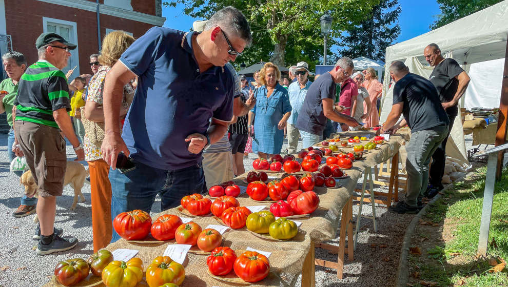 Muestra de tomates en la Feria celebrada en Polanco