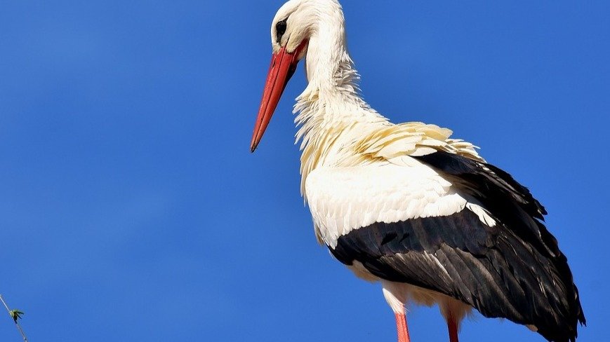 Aves de Cantabria.