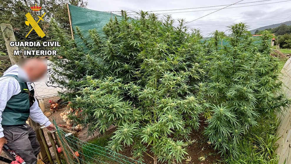 Plantas de marihuana cultivadas en la huerta de una casa en Santiurde de Toranzo