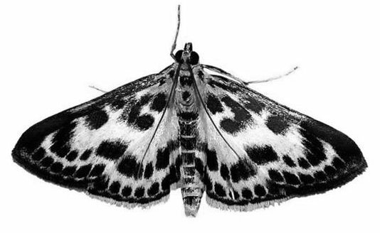 La Península Ibérica alberga unas 230 especies de mariposas diurnas, frente a más de 4.500 variedades de mariposas nocturnas