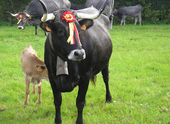 Un ejemplar de vaca Tudanca