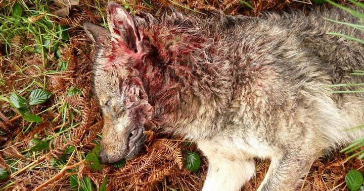 Ecologistas en Acción Cantabria espera que la matanza de lobos conlleve inhabilitaciones