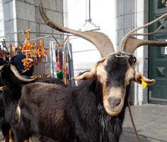 La de Arredondo está considerada una de las mejores ferias de ganado caprino