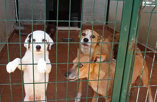 Perros esperan su acogida en una protectora de animales