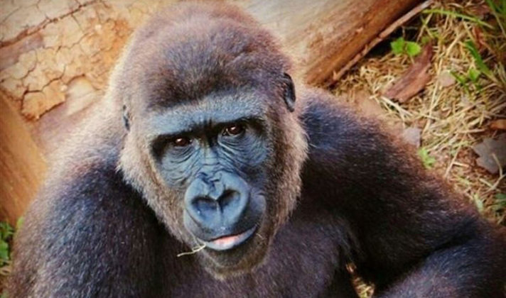 Gwet, una de las gorilas de Cabárceno, cumple ocho años