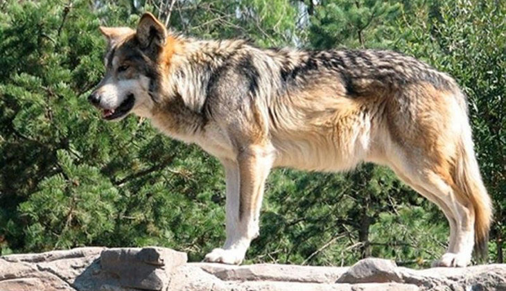 La Organización Nacional de la Caza considera que el lobo está sobreprotegido